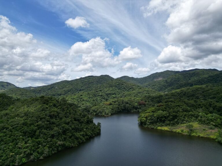 Espírito Santo Registra Redução de 60% no Desmatamento em 2024, Segundo Relatório do MapBiomas