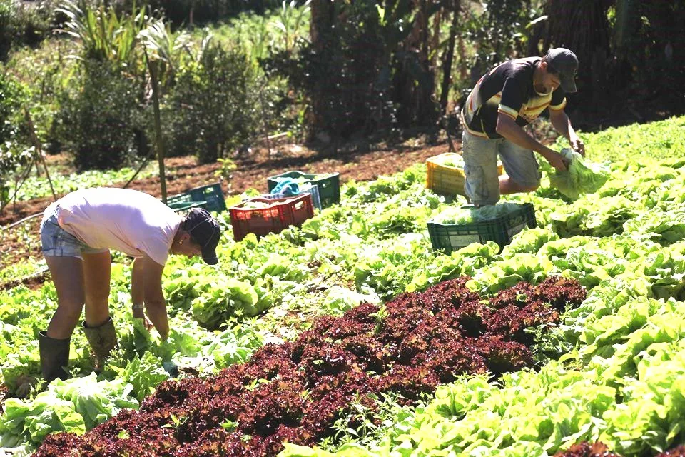 Técnico do Incaper orienta família de agricultores no interior do Espírito Santo sobre projeto do Fomento Rural