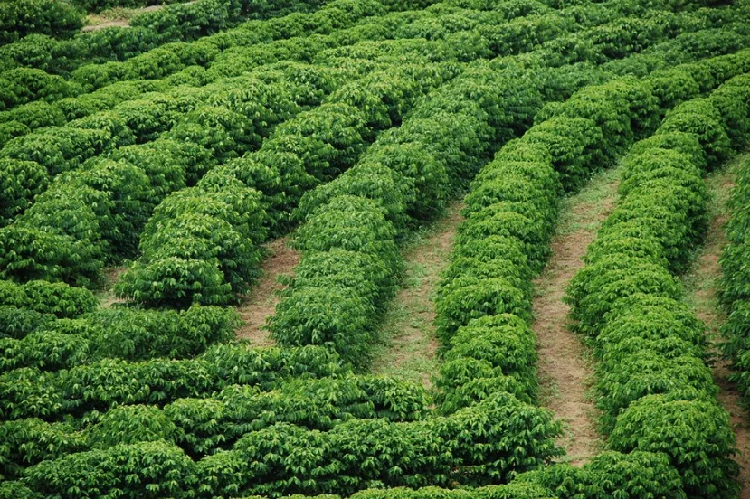 Espírito Santo lança projeto para tornar cafeicultura mais sustentável até 2027