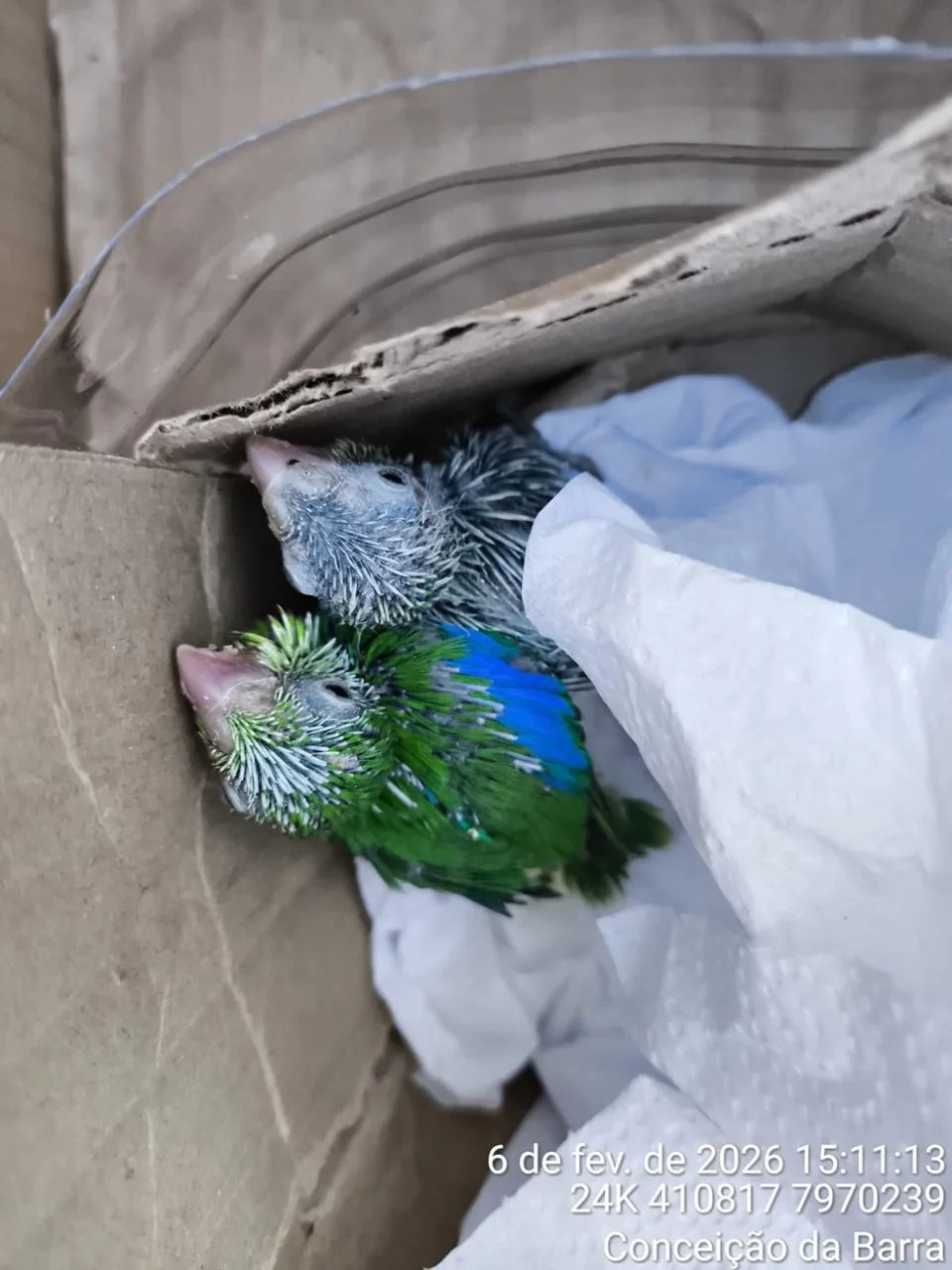 Parque Estadual de Itaúnas realiza mais de 45 resgates de animais em dois anos