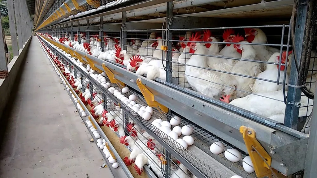Produção de ovos no Espírito Santo atinge 4,57 bilhões em 2024